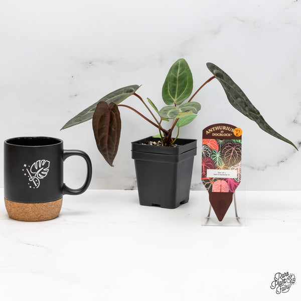 Anthurium Zara '29' x Dark & Handsome '9' by DocBlock® (wk47-R)