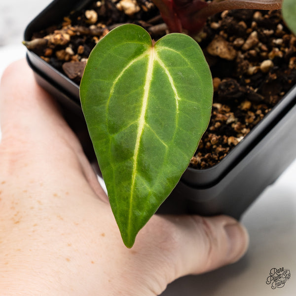 Anthurium Zara '29' x Dark & Handsome '9' by DocBlock® (wk51-Y)