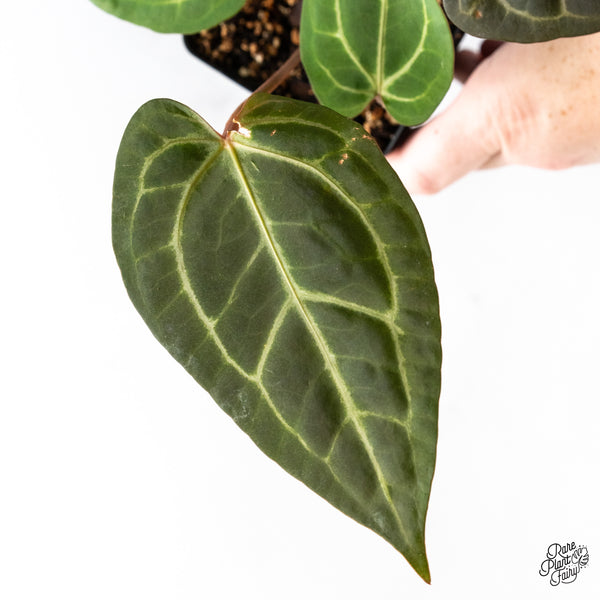 Anthurium Zara '29' x Dark & Handsome '9' by DocBlock® (wk51-Y)