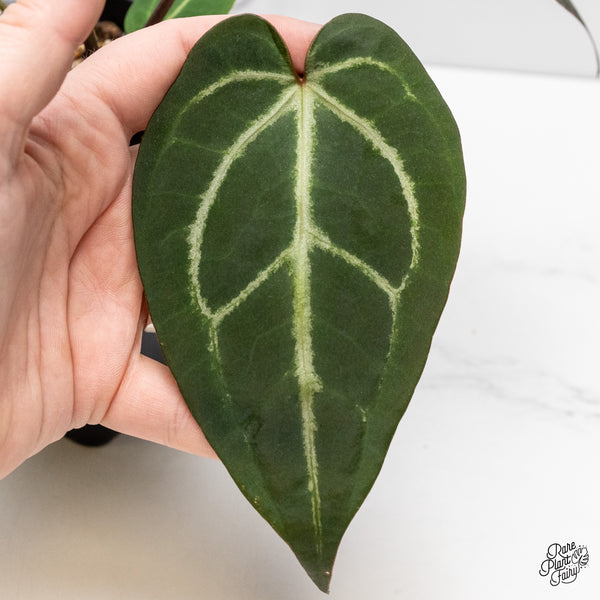 Anthurium Zara '29' x Dark & Handsome '9' by DocBlock® (wk52-P)