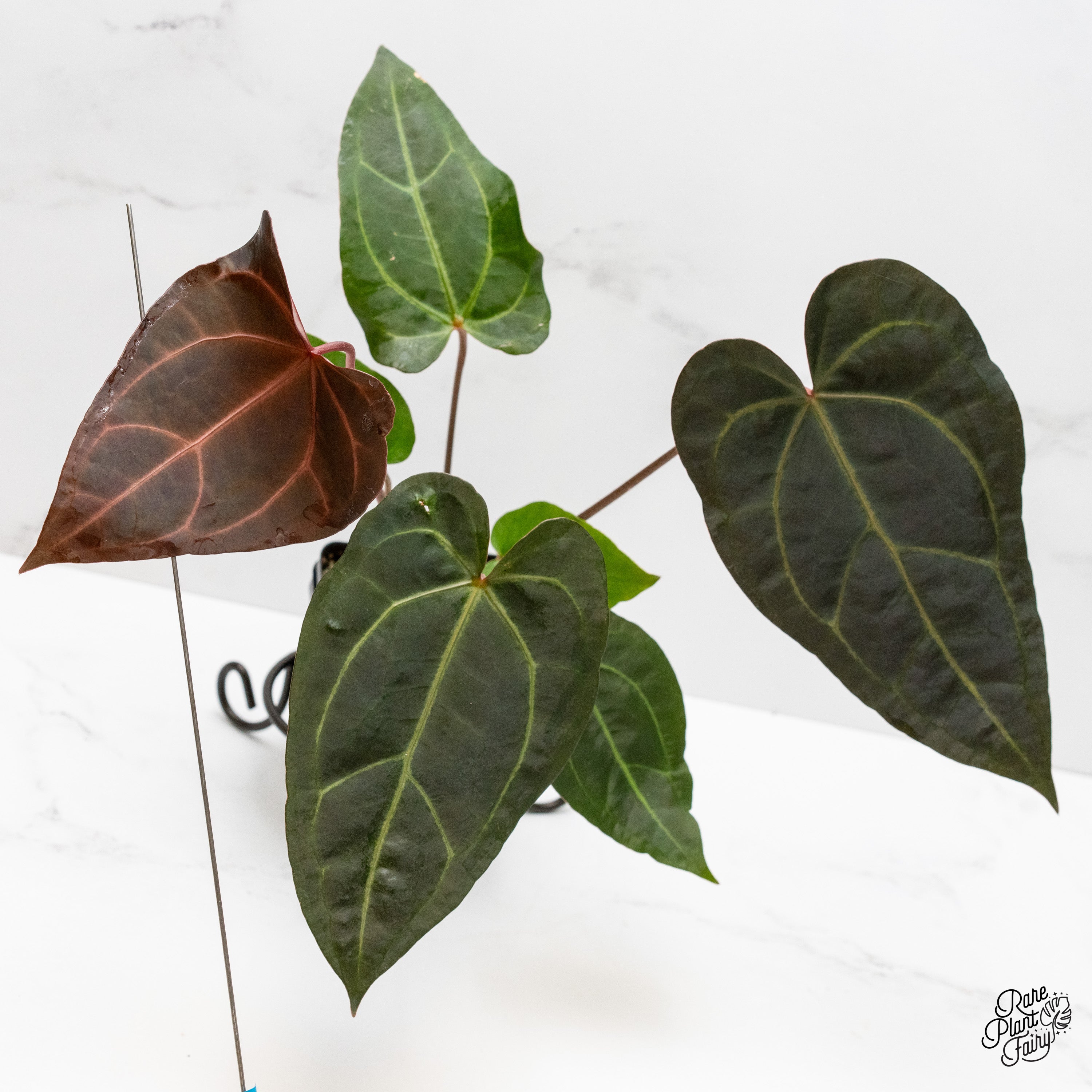 Anthurium Zara '29' x Dark & Handsome '9' by DocBlock® (wk1-H