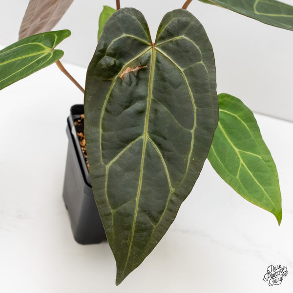Anthurium Zara '29' x Dark & Handsome '9' by DocBlock® (wk4-F)