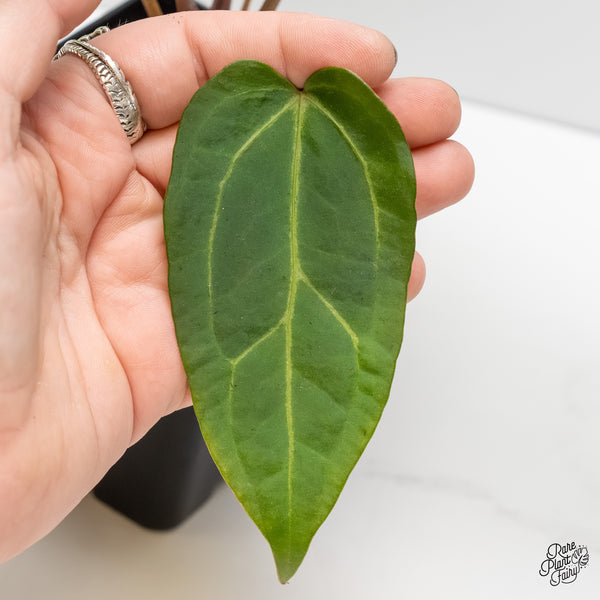 Anthurium Zara '29' x Dark & Handsome '9' by DocBlock® (wk4-F)