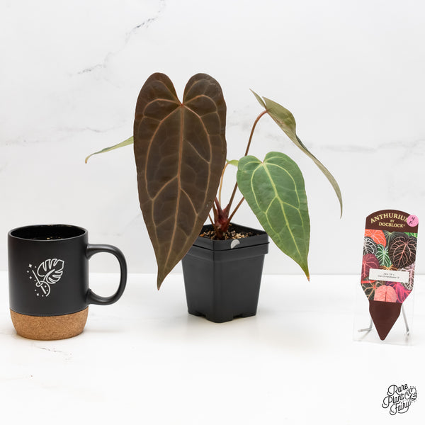 Anthurium Zara '29' x Dark & Handsome '9' by DocBlock® (wk4-F)