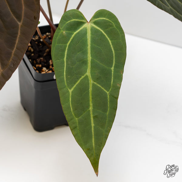 Anthurium Zara '29' x Dark & Handsome '9' by DocBlock® (wk4-F)