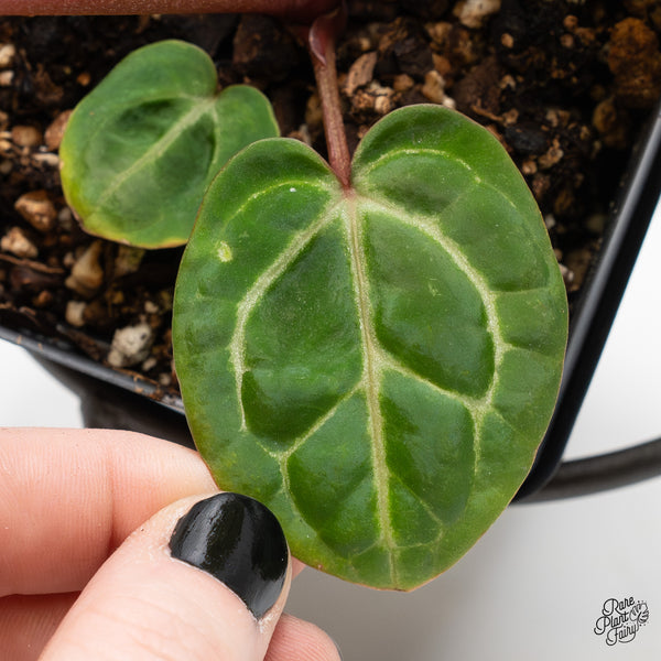 Anthurium Zara '31' x Zara '14' by DocBlock® Variegated (wk3-UH)