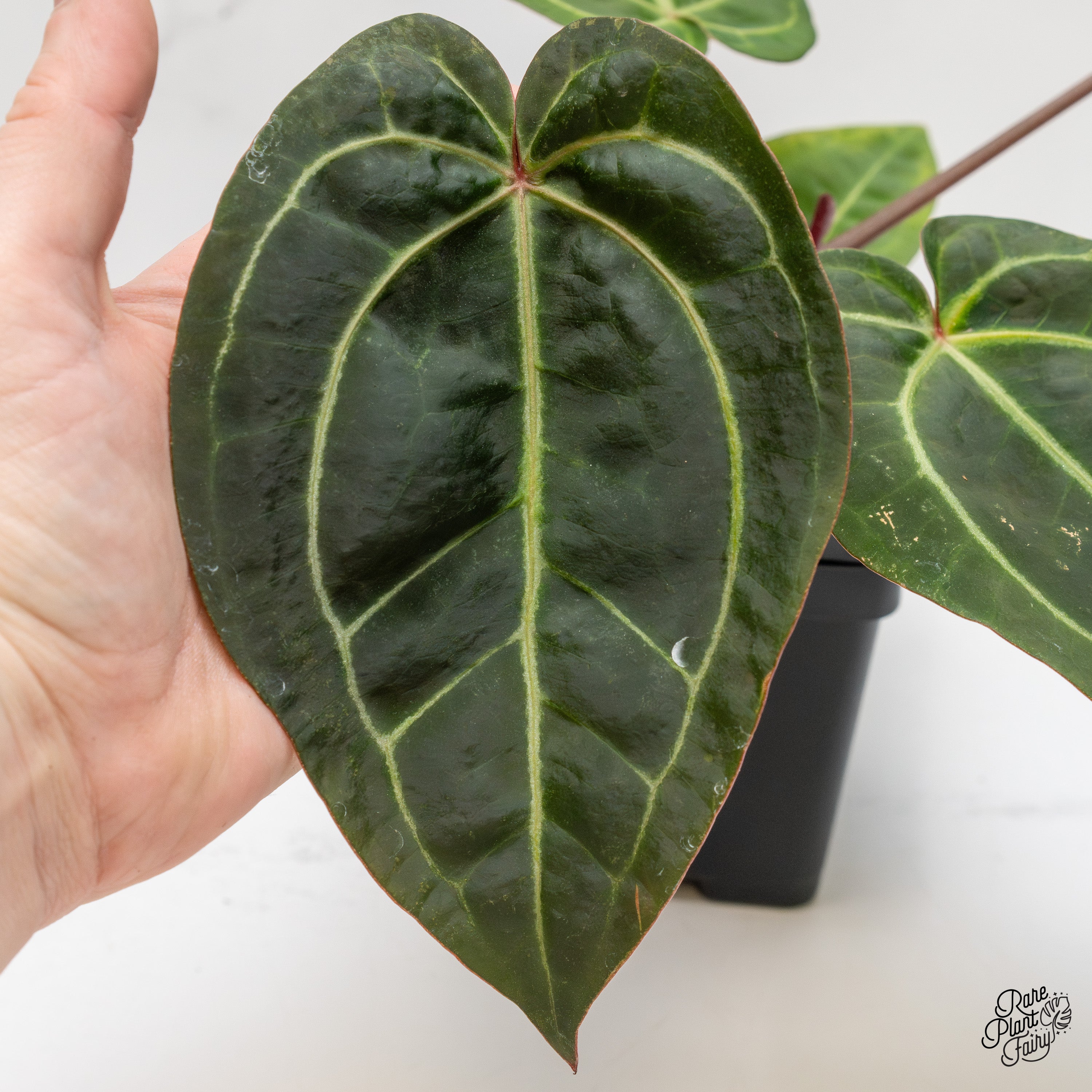 Anthurium Red Velvet Cake '24' x Zara '29' by DocBlock® (wk2-E