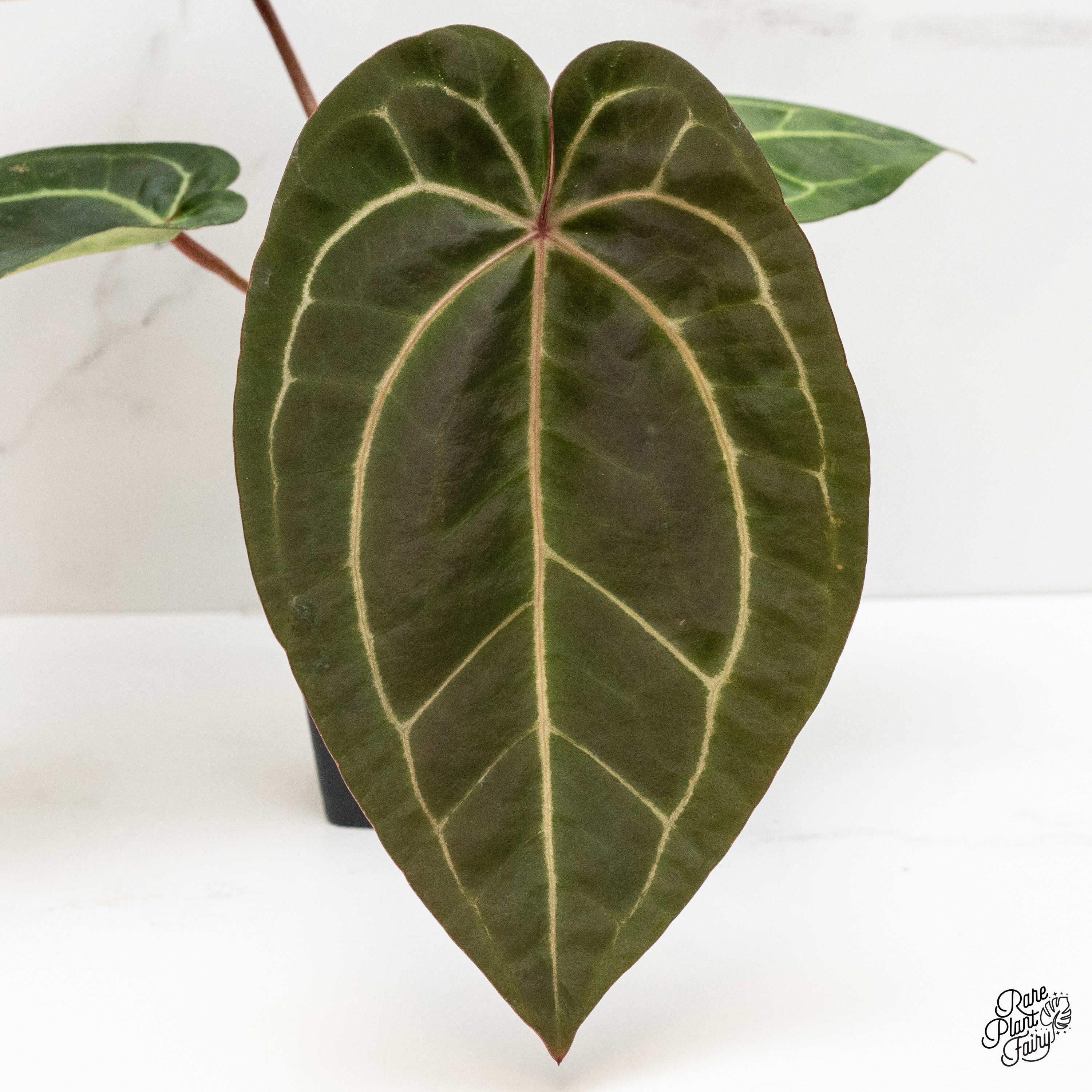 Anthurium Red Velvet Cake '24' x Zara '29' by DocBlock® (wk2-E