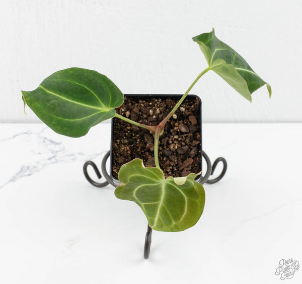 Anthurium Black Widow '43' x Forgetii '57' by DocBlock® (wk11-X)
