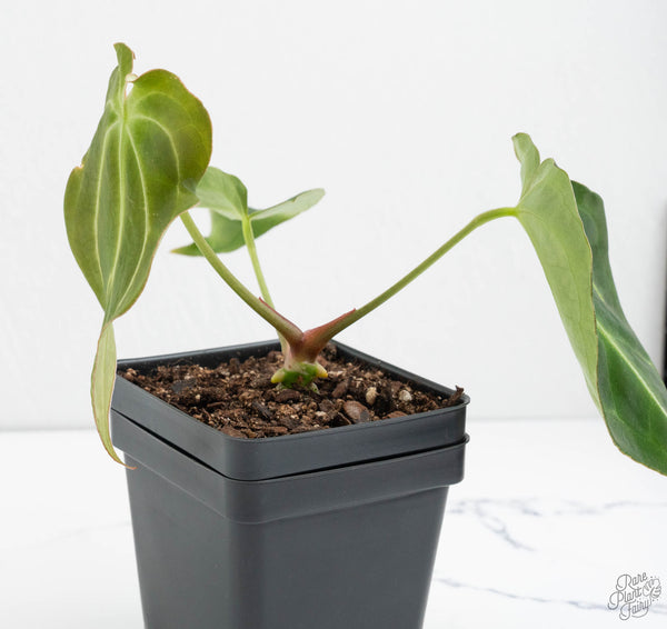 Anthurium Black Widow '43' x Forgetii '57' by DocBlock® (wk11-X)