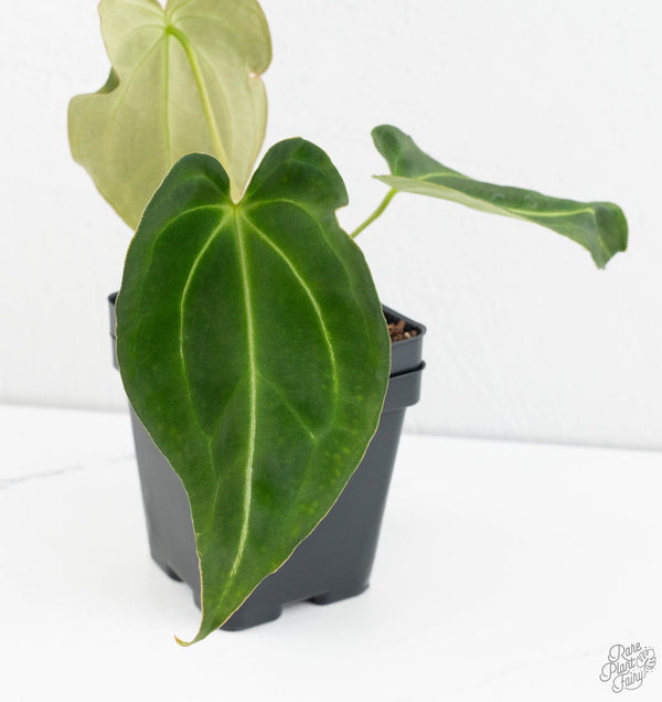 Anthurium Black Widow '43' x Forgetii '57' by DocBlock® (wk11-X)