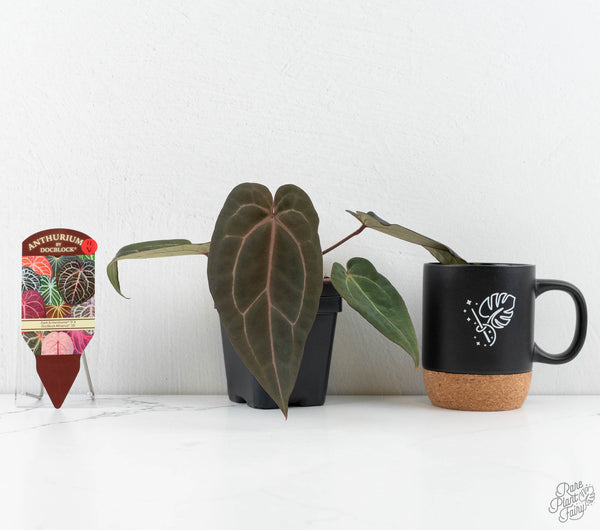 Anthurium Dark & Handsome '9' x Minerva '20' by DocBlock® (wk11-V)