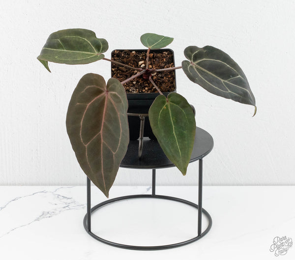Anthurium Dark & Handsome '9' x Minerva '20' by DocBlock® (wk11-V)