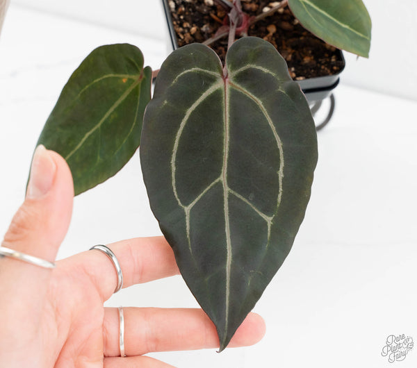 Anthurium Dark & Handsome '9' x Minerva '20' by DocBlock® (wk11-V)