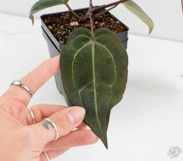 Anthurium Dark & Handsome '9' x Minerva '20' by DocBlock® (wk11-V)