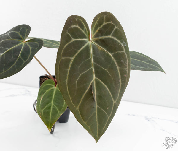 Anthurium Home, Sweet Home '32' x Dark & Handsome '9' by DocBlock® (wk11-A)