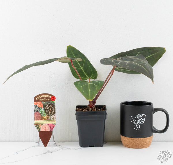 Anthurium Home, Sweet Home '32' x Dark & Handsome '9' by DocBlock® (wk11-W)