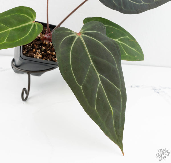 Anthurium Home, Sweet Home '32' x Dark & Handsome '9' by DocBlock® (wk11-W)