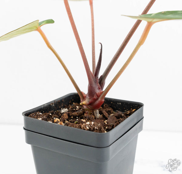 Anthurium Home, Sweet Home '32' x Dark & Handsome '9' by DocBlock® (wk11-W)