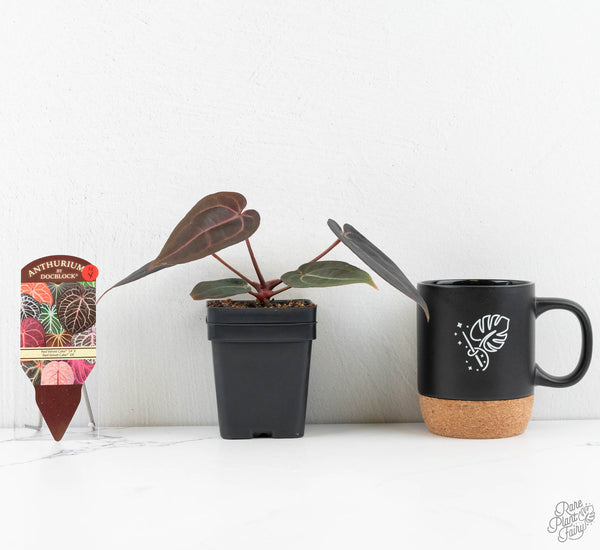 Anthurium Red Velvet Cake '24' x Red Velvet Cake '24' by DocBlock® (wk11-Y)