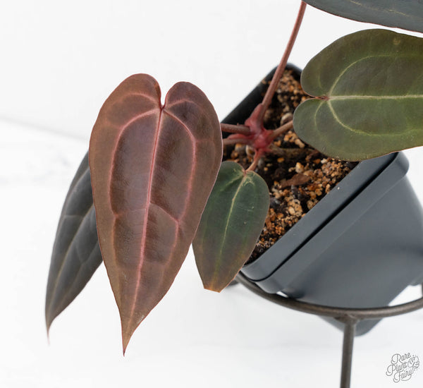 Anthurium Red Velvet Cake '24' x Red Velvet Cake '24' by DocBlock® (wk11-Y)