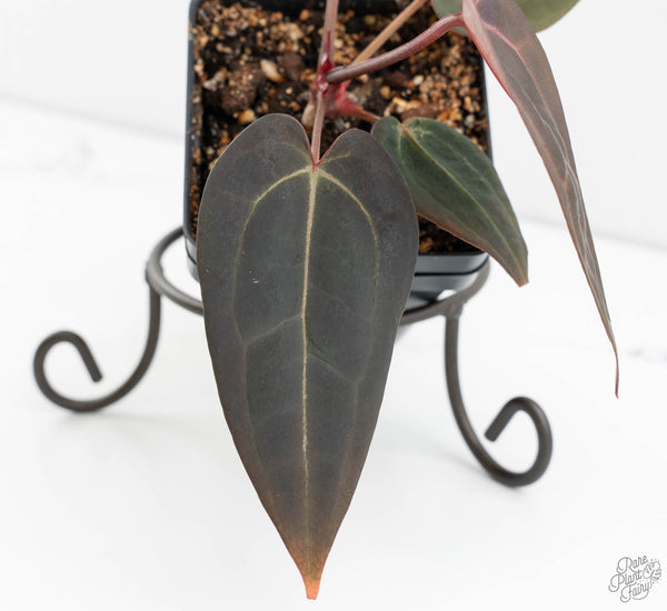 Anthurium Red Velvet Cake '24' x Red Velvet Cake '24' by DocBlock® (wk11-Y)