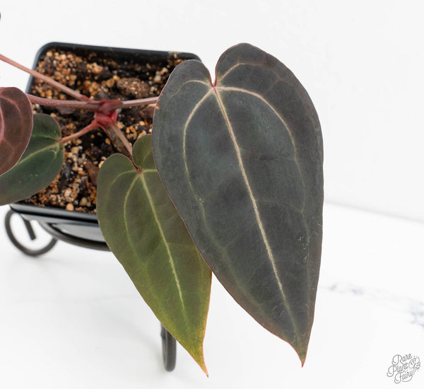 Anthurium Red Velvet Cake '24' x Red Velvet Cake '24' by DocBlock® (wk11-Y)