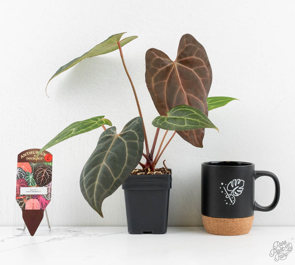 Anthurium Zara '29' x Dark and Handsome '9' by DocBlock® (wk11-Z)