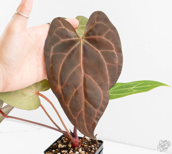 Anthurium Zara '29' x Dark and Handsome '9' by DocBlock® (wk11-Z)