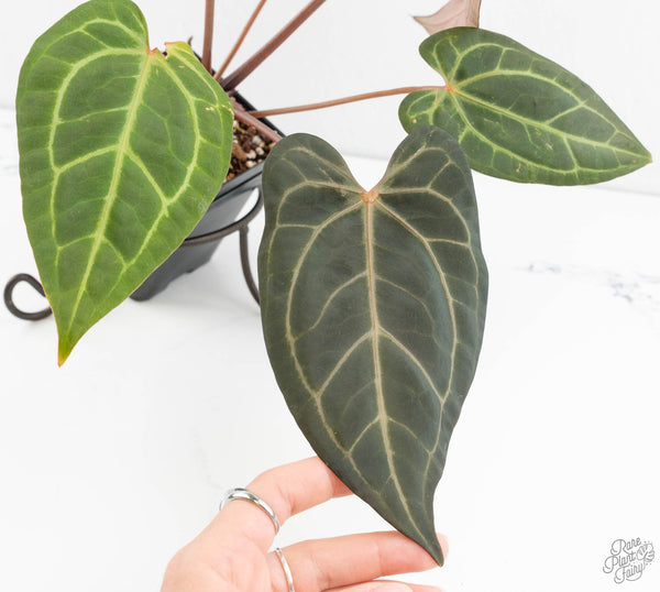 Anthurium Zara '29' x Dark and Handsome '9' by DocBlock® (wk11-Z)