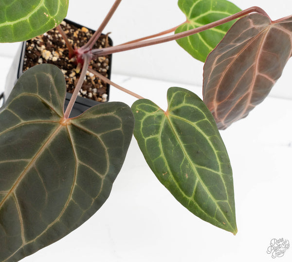 Anthurium Zara '29' x Dark and Handsome '9' by DocBlock® (wk11-Z)