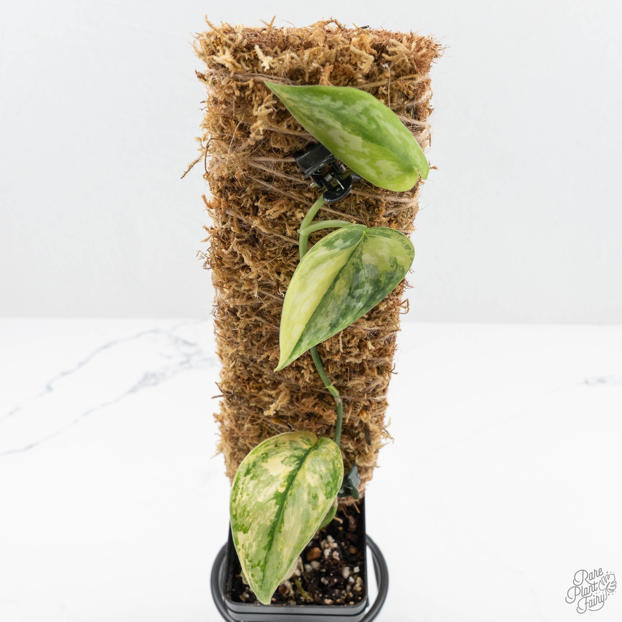 Scindapsus Pictus 'Apolaki' Variegated (wk19-N) – Rare Plant Fairy
