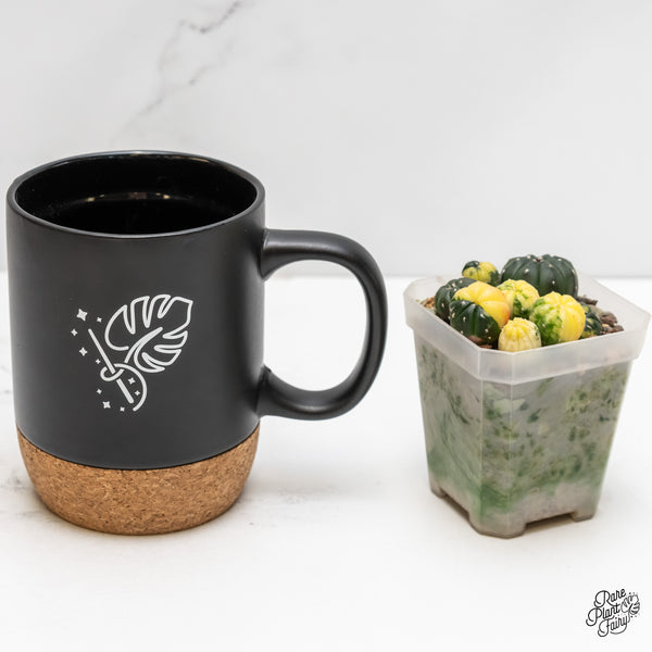 Astrophytum Asterias Variegated Cactus (wk5-C)