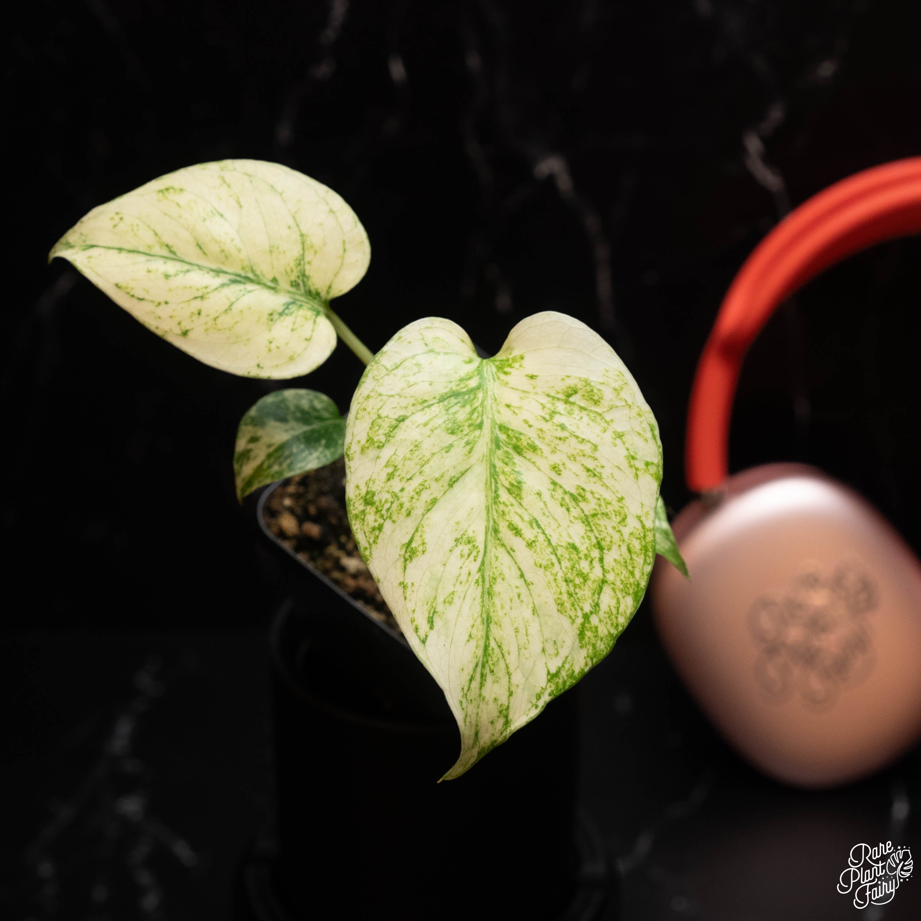 monstera deliciosa large form Monstera Deliciosa Mint Variegated (Large Form) *Grower's Choice*
