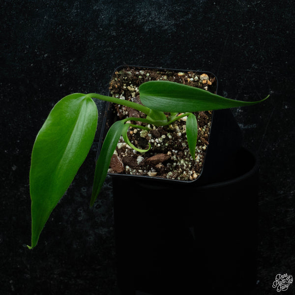 Monstera 'Burle Marx Flame' *Grower's Choice*