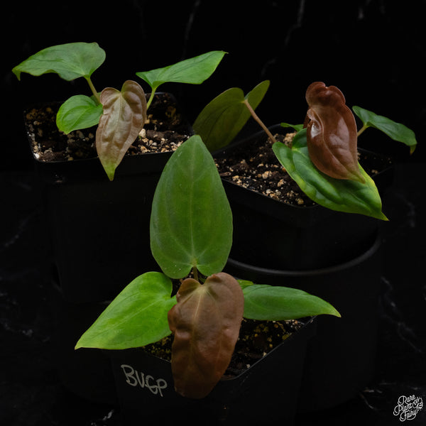 Anthurium antolakii (previously BVEP) *Grower's Choice*