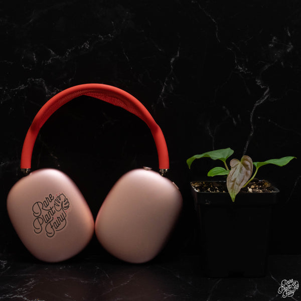 Anthurium antolakii (previously BVEP) *Grower's Choice*