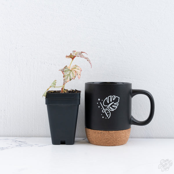 Begonia Benitochiba Variegated (wk10-UH)