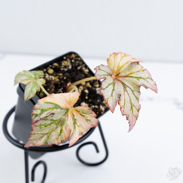 Begonia Benitochiba Variegated (wk10-UH)