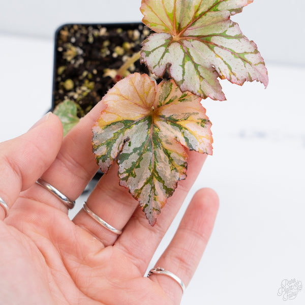 Begonia Benitochiba Variegated (wk10-UH)