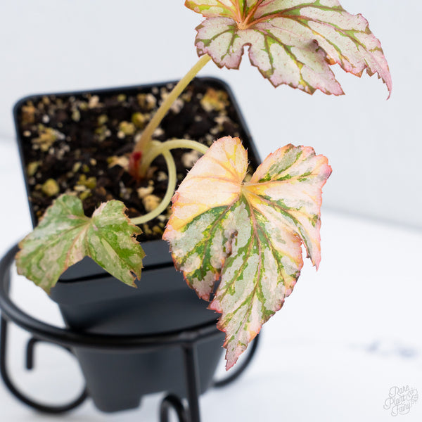 Begonia Benitochiba Variegated (wk10-UH)