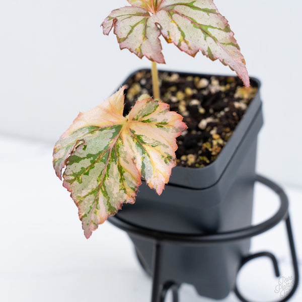 Begonia Benitochiba Variegated (wk10-UH)