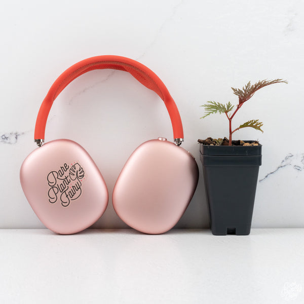 Begonia Bipinnatifida Fern Leaf *Grower's choice*