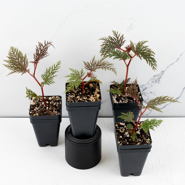 Begonia Bipinnatifida Fern Leaf *Grower's choice*