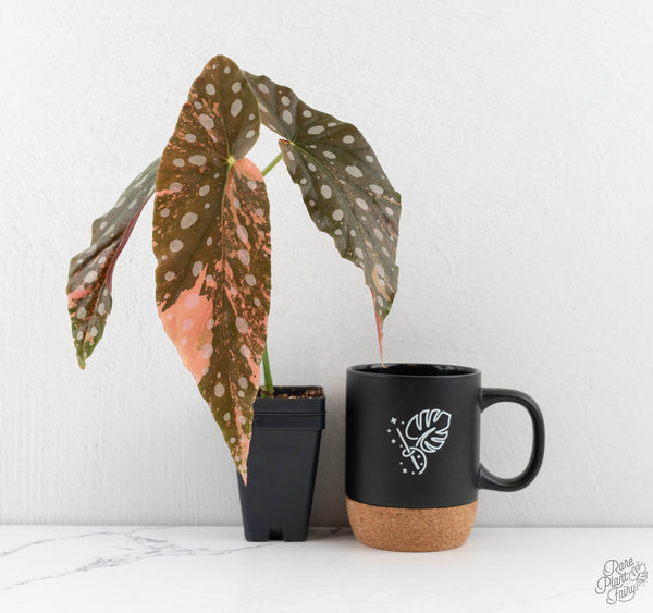 Begonia Maculata Pink Variegated (wk11-UI)