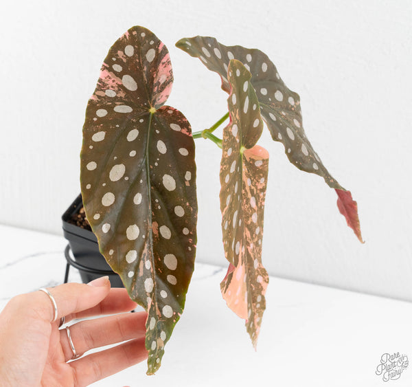 Begonia Maculata Pink Variegated (wk11-UI)