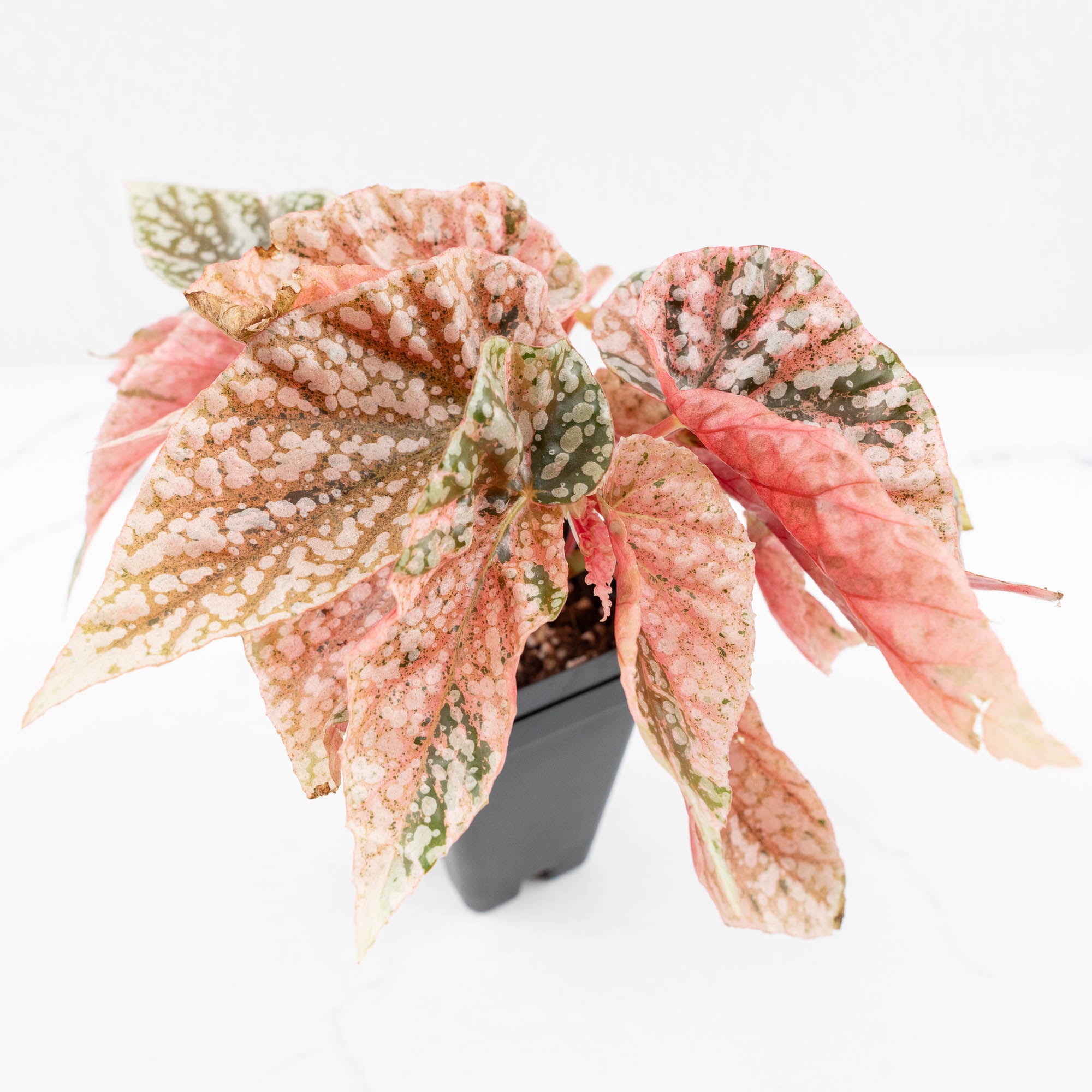 Begonia 'Snow Capped' Variegated (wk19-K) – Rare Plant Fairy