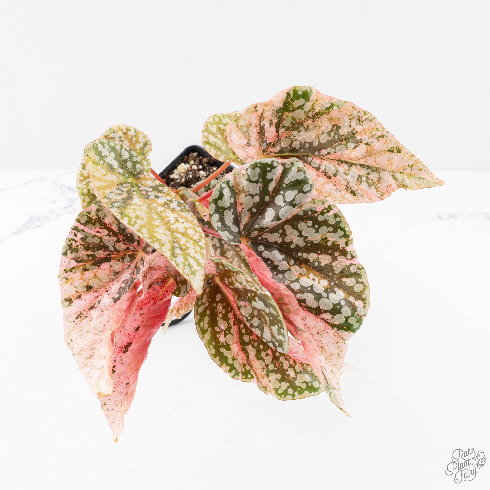Begonia 'Snow Capped' Variegated (wk20-C) – Rare Plant Fairy