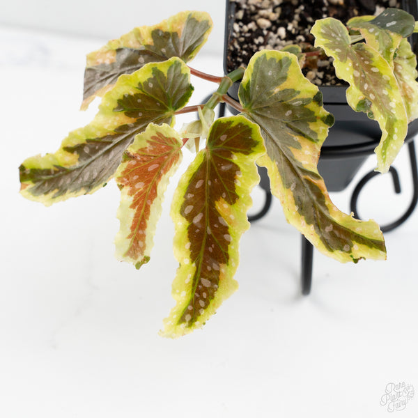 Begonia 'Dainty Spray' Sport Variegated (wk9-K)