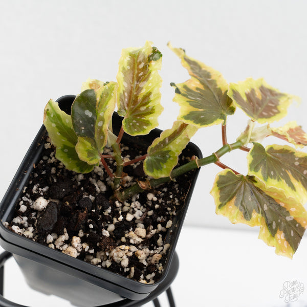Begonia 'Dainty Spray' Sport Variegated (wk9-K)